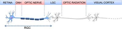 The Role of Autophagy in Glaucomatous Optic Neuropathy